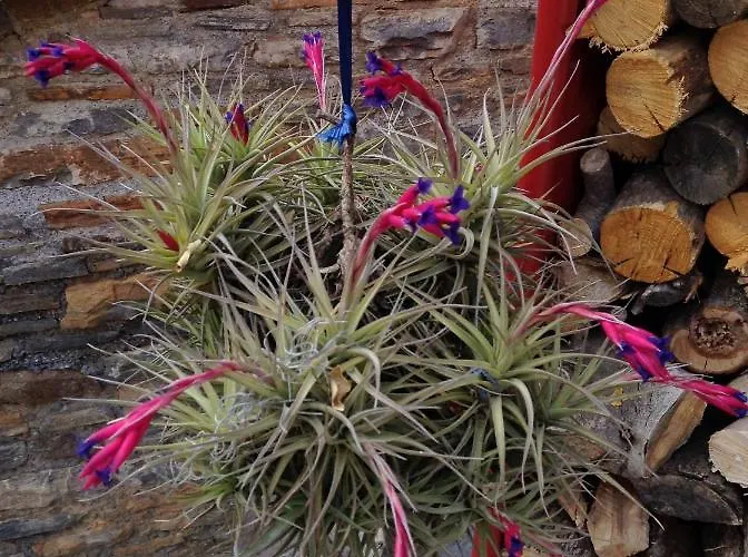 Casa Ninin Apartment *